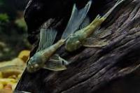 Ancistrus Green Dragon Longfin Thumbnail