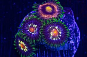 daisy cutter zoa  Thumbnail