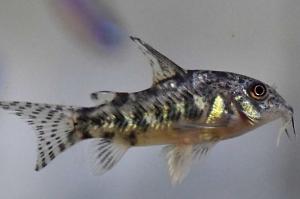 Corydoras catfish Thumbnail