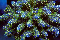 Tricolor Acropora Thumbnail