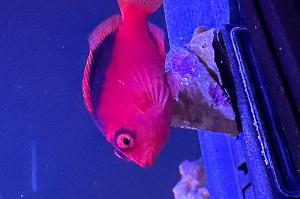 Flame Hawkfish Thumbnail