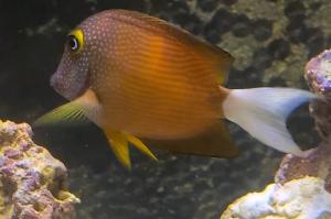 White Tail Bristletooth Tang Thumbnail