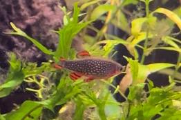 Galaxy Rasbora / Celestial Pearl Danio Thumbnail