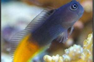 Flametail Blenny Thumbnail