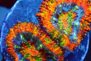 Rainbow acan Thumbnail