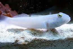 Chalk Goby