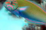 120 Lunar Wrasse Thumbnail