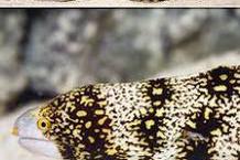 Snowflake Eel Thumbnail