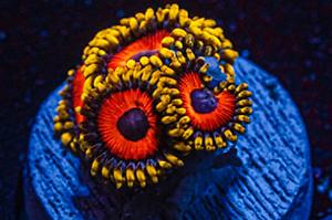 Eagle Eye Zoa Thumbnail