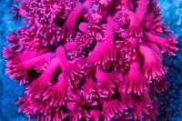 Gonipora pink