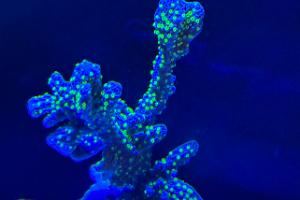 Montipora Capitata Thumbnail