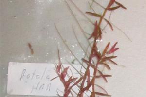 Rotala H'ra Thumbnail