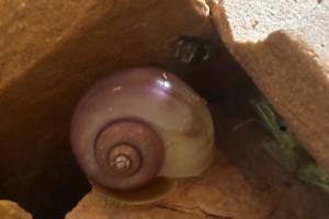 magenta mystery snail Thumbnail