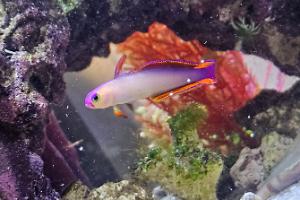 Exquisite Firefish Thumbnail