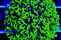 Metallic Green Star Polyp Thumbnail