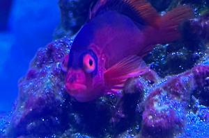 Flame hawkfish Thumbnail