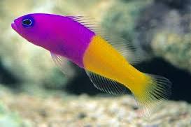 Royal Dottyback Thumbnail