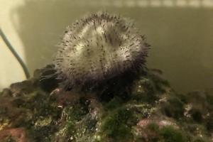 Urchin Thumbnail