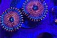 Seduction Zoas Thumbnail