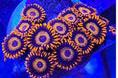 Orange Oxide Zoanthid Thumbnail