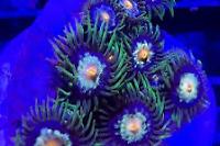 JF Daisy Cutter Zoanthid Thumbnail