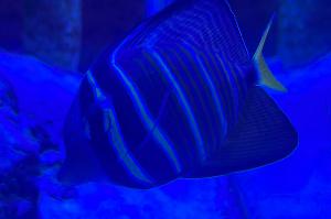 Sailfin tang Thumbnail