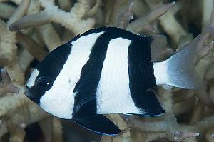 Three-Stripe Damselfish Thumbnail