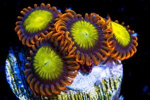 Mandarin Orange Zoanthids Thumbnail