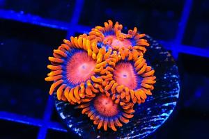 Bam Bam Zoanthids  Thumbnail