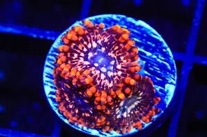 Utter Chaos Zoanthids  Thumbnail