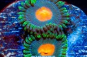 Gorilla Nipples Zoanthid Thumbnail