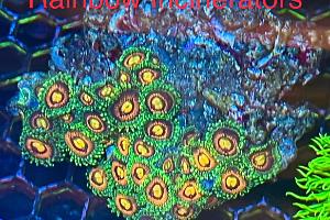 Rainbow Incinerator Zoanthid Thumbnail