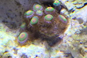 Rasta Zoa Thumbnail