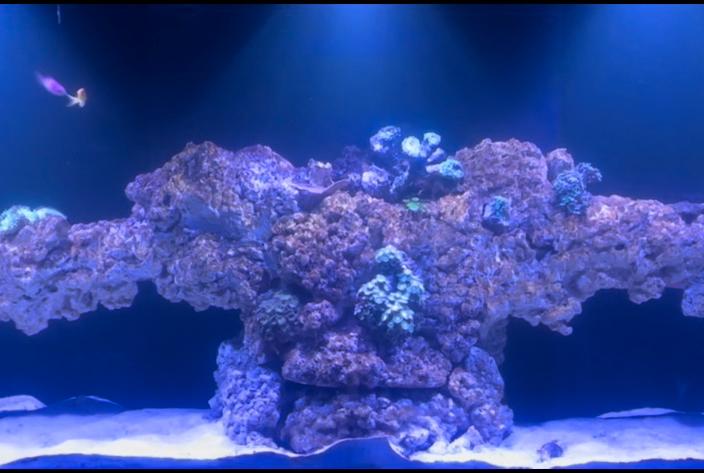 My Aquarium on 2023-11-02T20:26:50.743269Z[GMT]