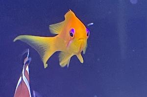 lyretail anthias Thumbnail