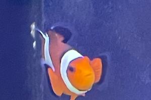 clown Fish