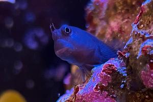 Bicolor Blenny Thumbnail