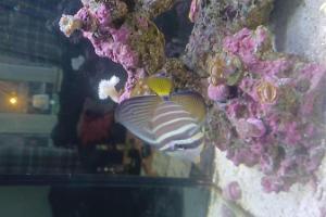 Sailfin Tang Thumbnail