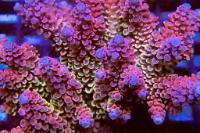 Fire Drop Acropora spp.