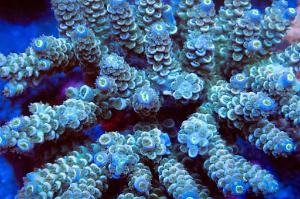 Grey Tenuis Acropora Thumbnail