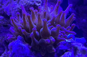 Rainbow Bubble Tip Anemone Thumbnail