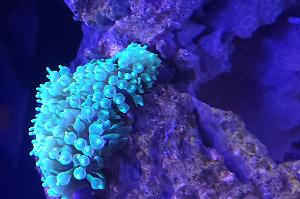 Green Bubble Tip Anemone Thumbnail