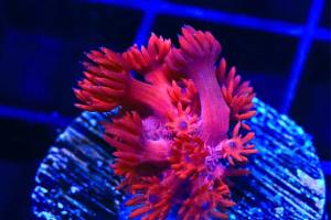 ORA Cherry Red Goniopora Coral Thumbnail