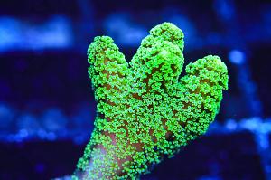 Green Birdsnest Coral Thumbnail