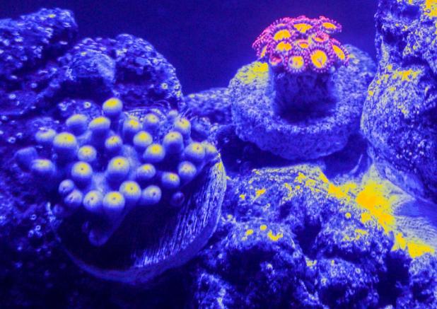 Zoa