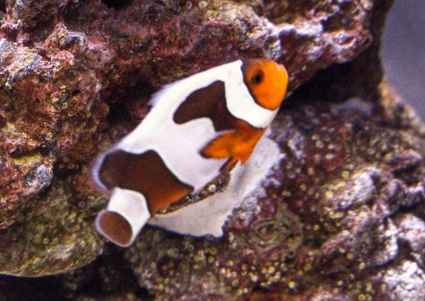 Clown Fish