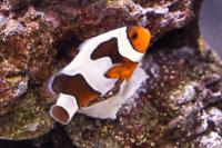 Clown Fish Thumbnail