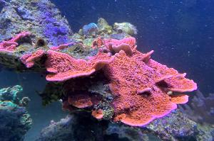 Smooth Encrusting Montipora Coral Thumbnail