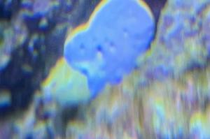 Toadstool Mushroom Leather Coral Thumbnail