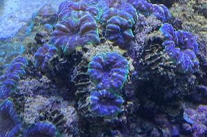 Goniastrea Brain Coral Thumbnail